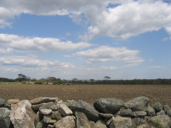 field over stone wall at ceremony spot
