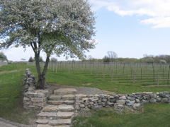stone steps from back deck