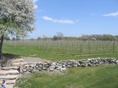 rear vines
